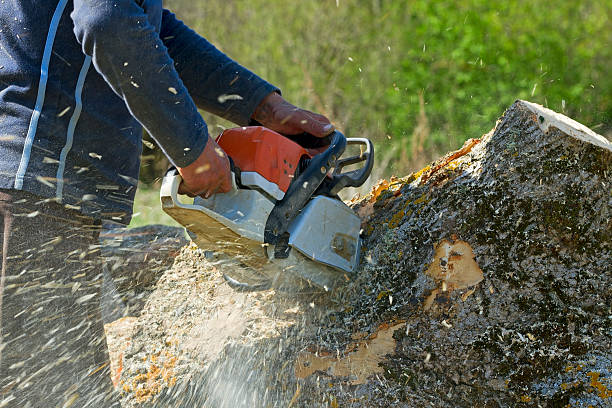 Best Best Tree Removal Services  in Charlotte Hall, MD